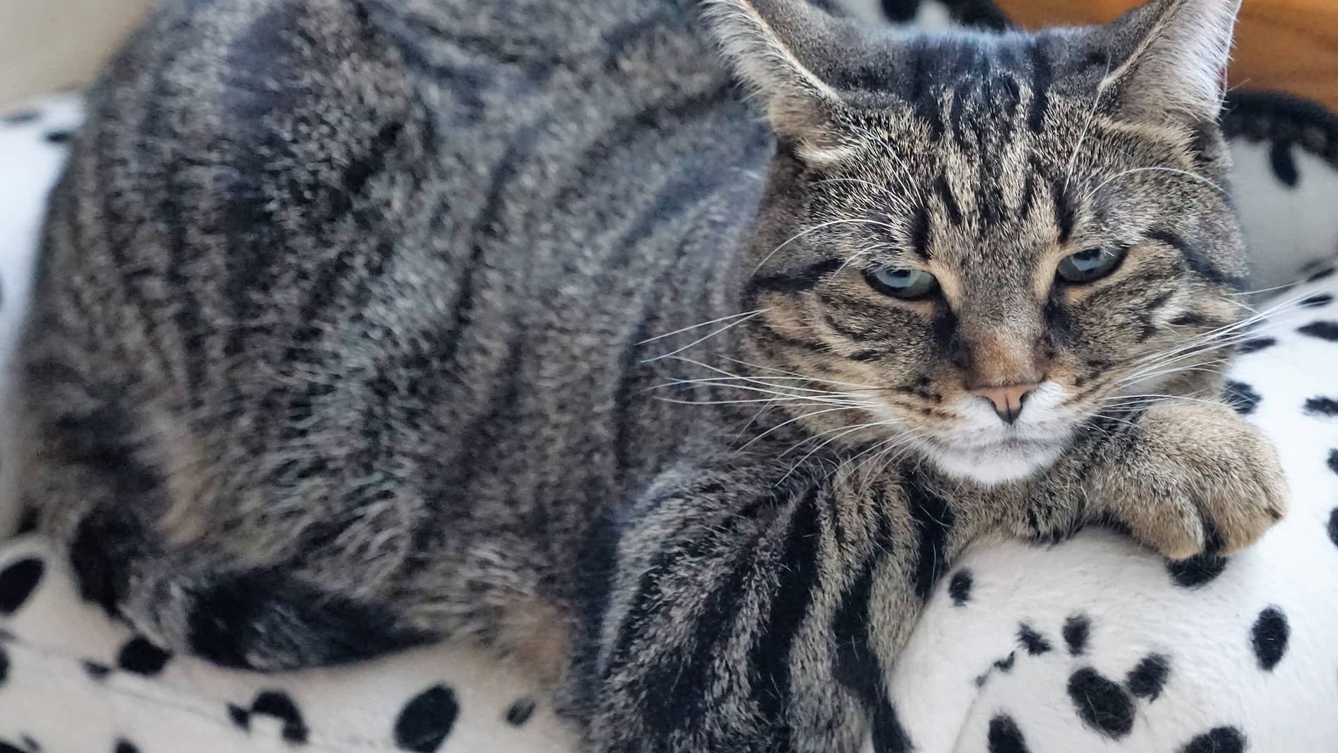 Haftpflicht - Versicherung für Tierpsychologen eine Katze liegt entspannt auf der Couch und wartet auf das was jetzt kommt