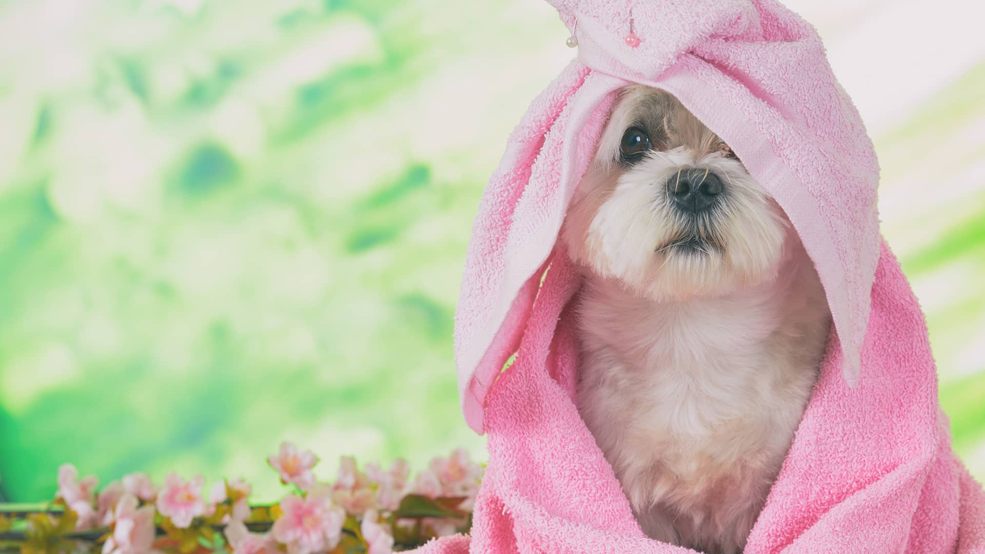 Haftpflicht - Versicherung für den Tiersalon ein kleiner Hund mit rosa Handtuch um den Kopf bei der Fellpflege