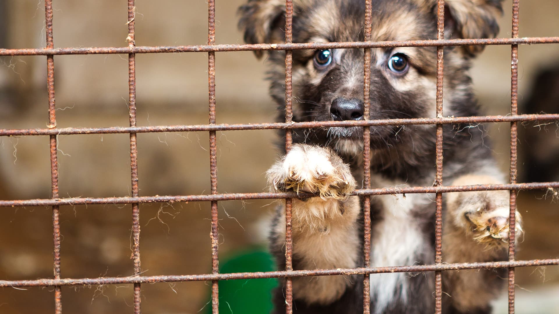 Haftpflicht - Versicherung für den Tierschutzverein ein Hund in einem Zwinger guckt traurig durch das Gitter und wartet auf ein neues Zuhause