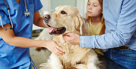 Hund beim Tierarzt auf dem Behandlungstisch mit Besitzer und Tierarzt