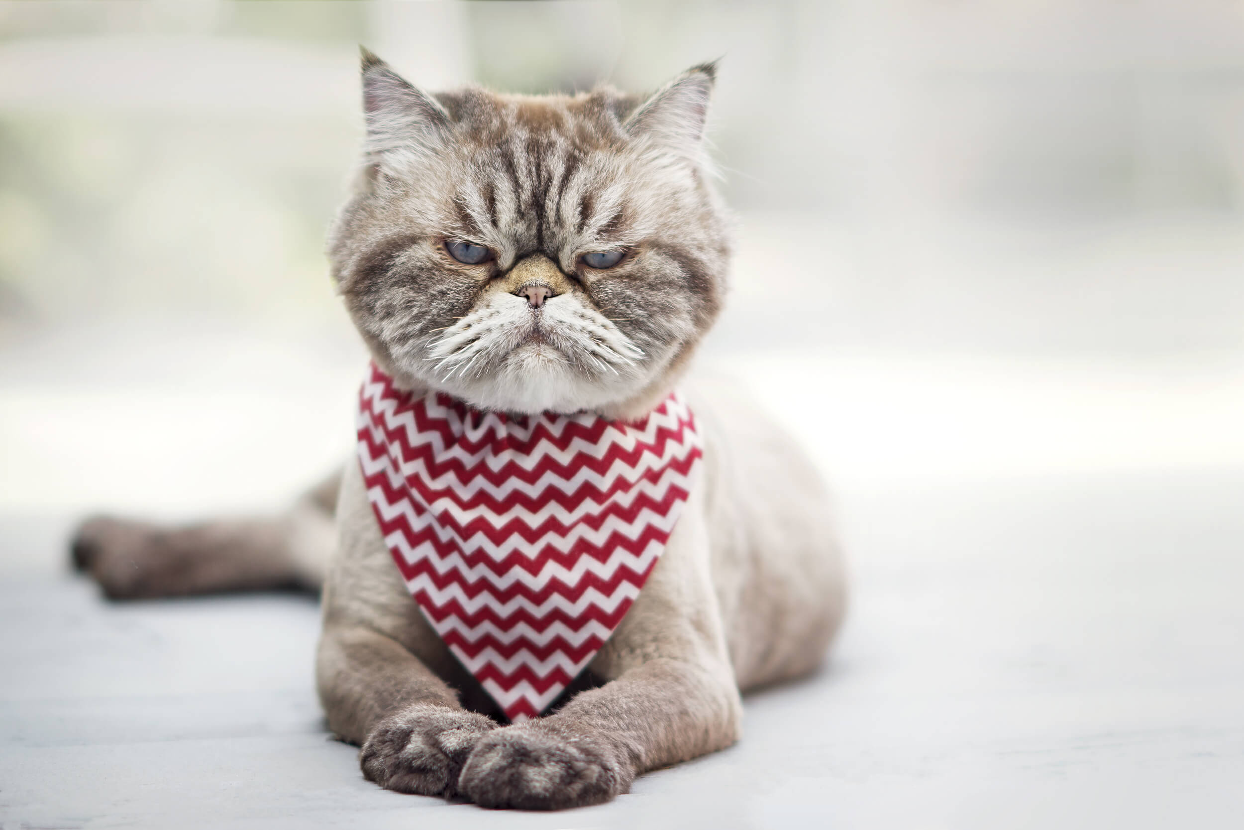 Cats doing cat. Недовольный кот британец. Котик ненависть. Недовольный кот Сток. Лютокотики.