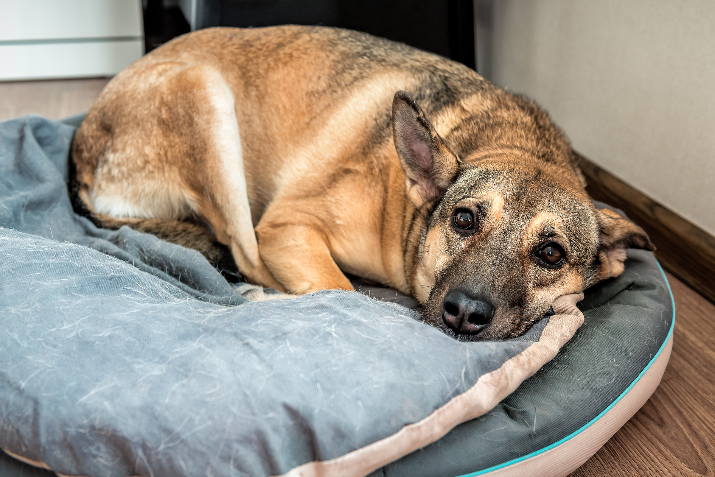 Hund liegt auf einem Kissen in seinem Körbchen