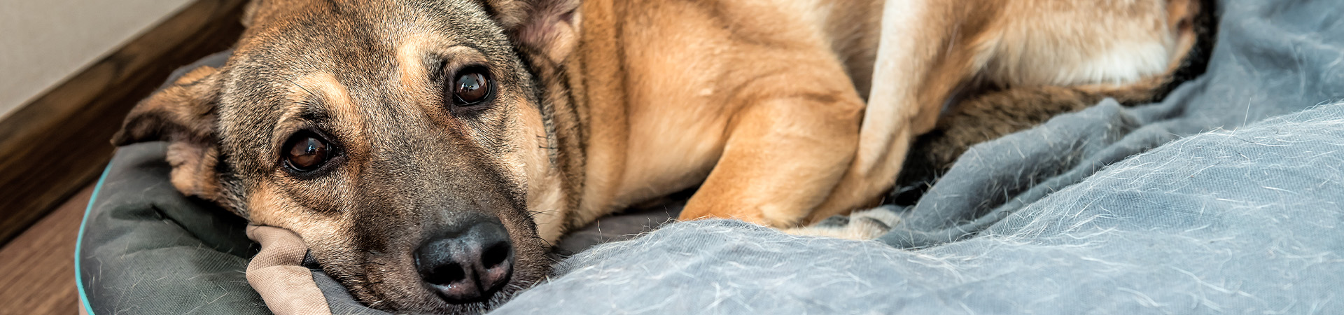 Hündin pinkelt häufig – Ursachen