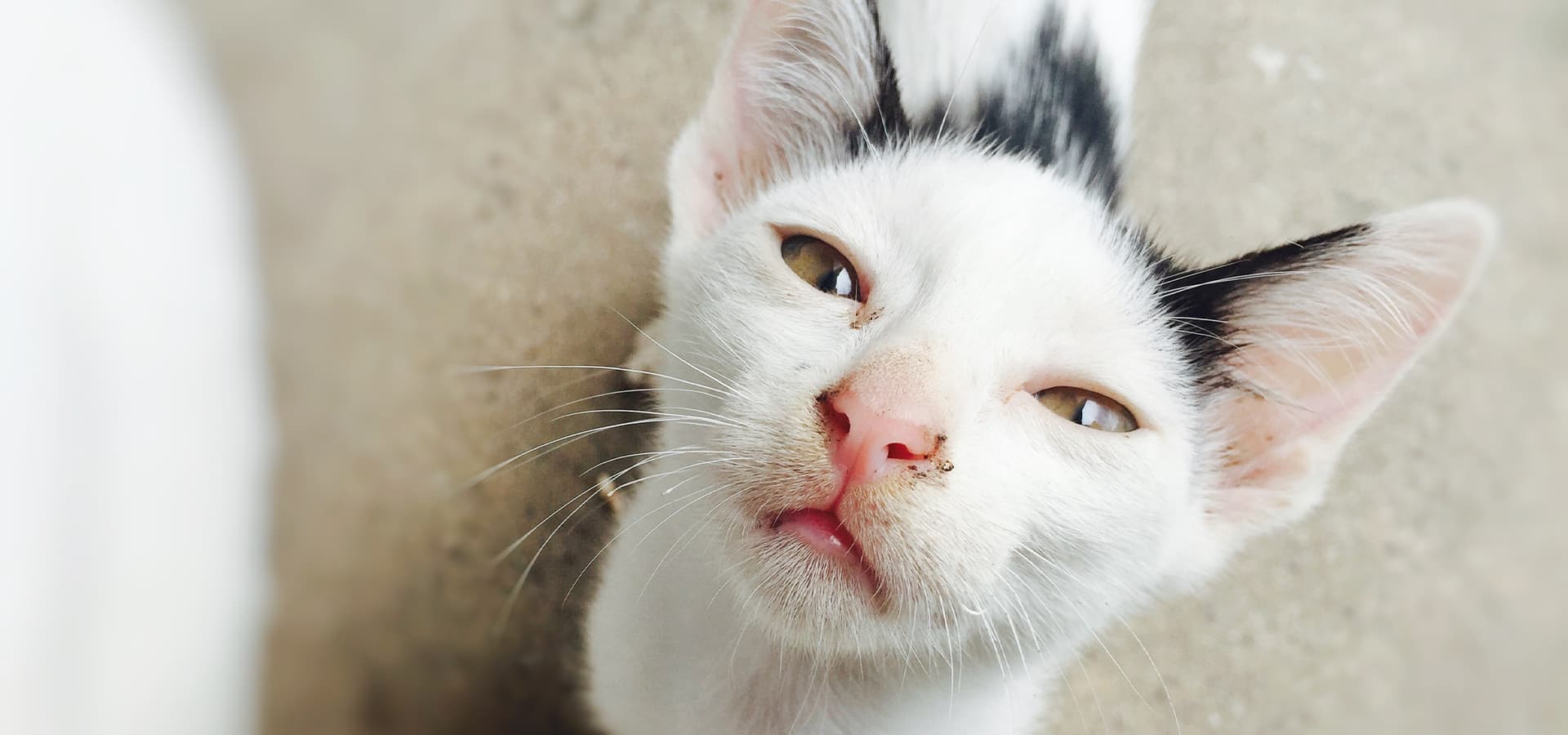 Katze mit verkrusteten Augen und Nase guckt in die Kamera