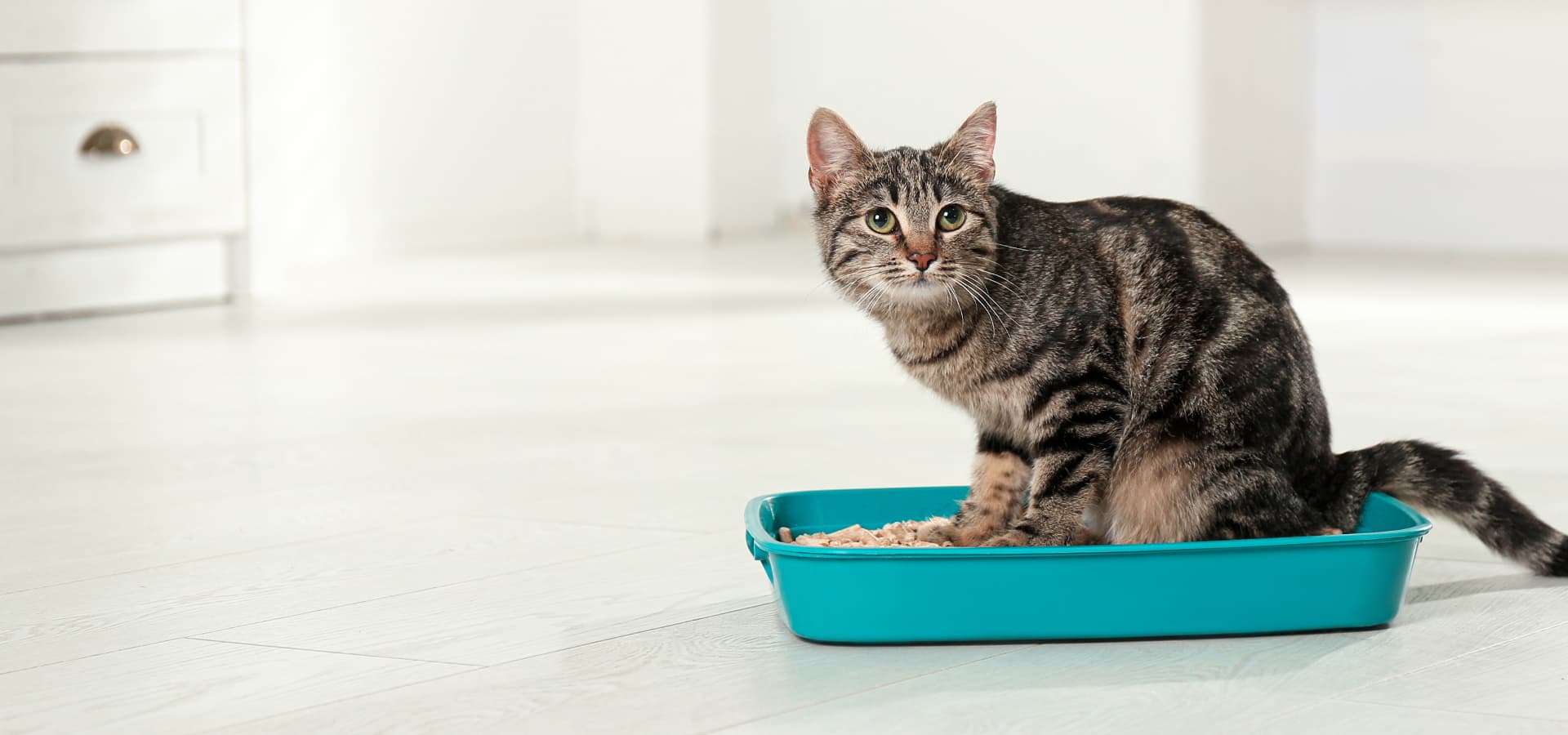 Getigerte Katze sitzt auf einem Türkisen Katzenklo