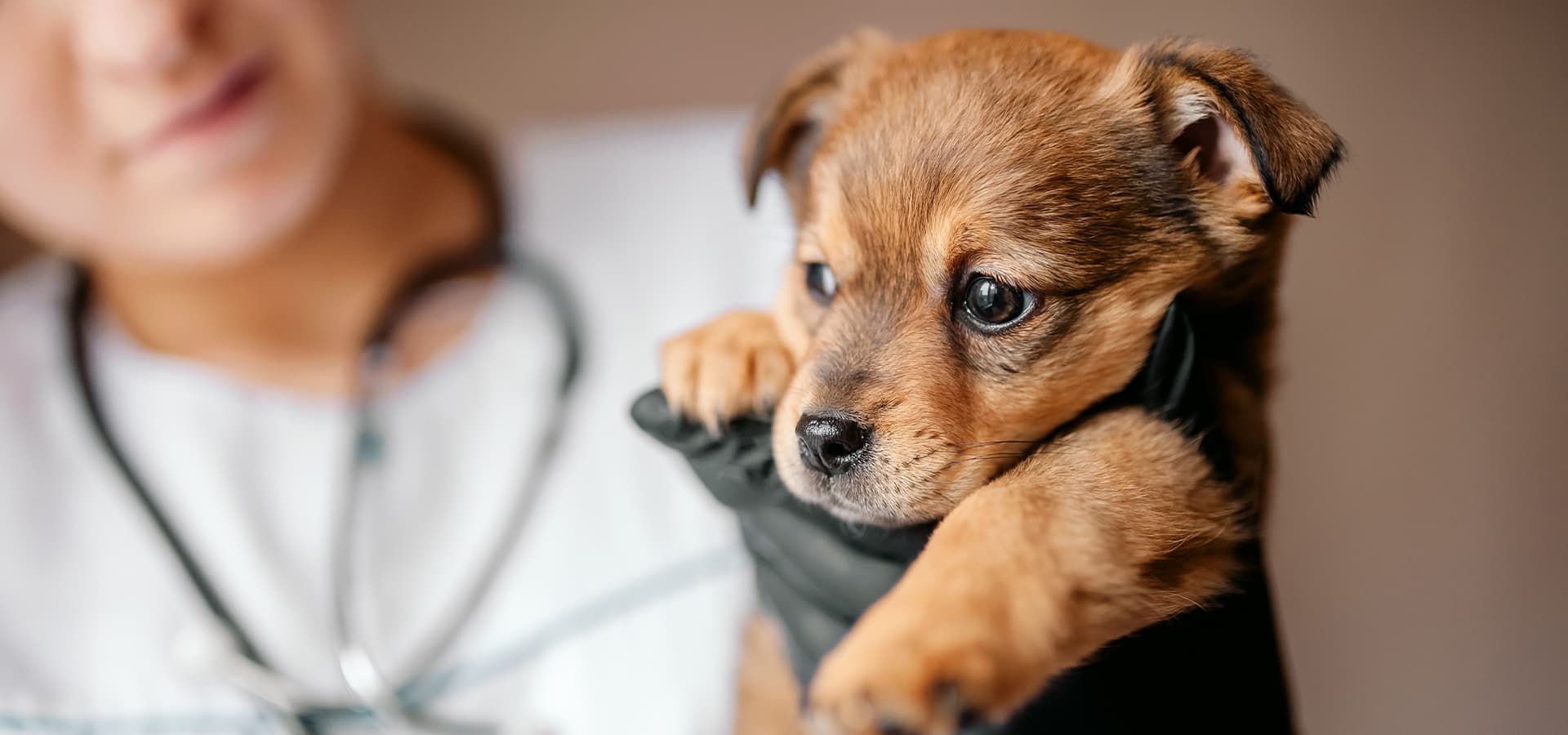 Kleiner brauner Welpe in der Hand einer Tierärztin