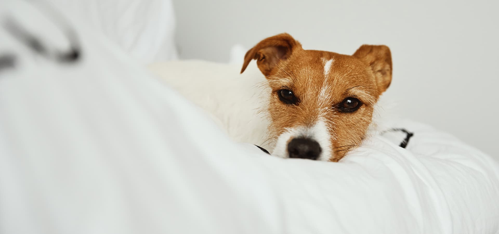 Jack-Russel-Terrier liegt auf einer weißen Decke