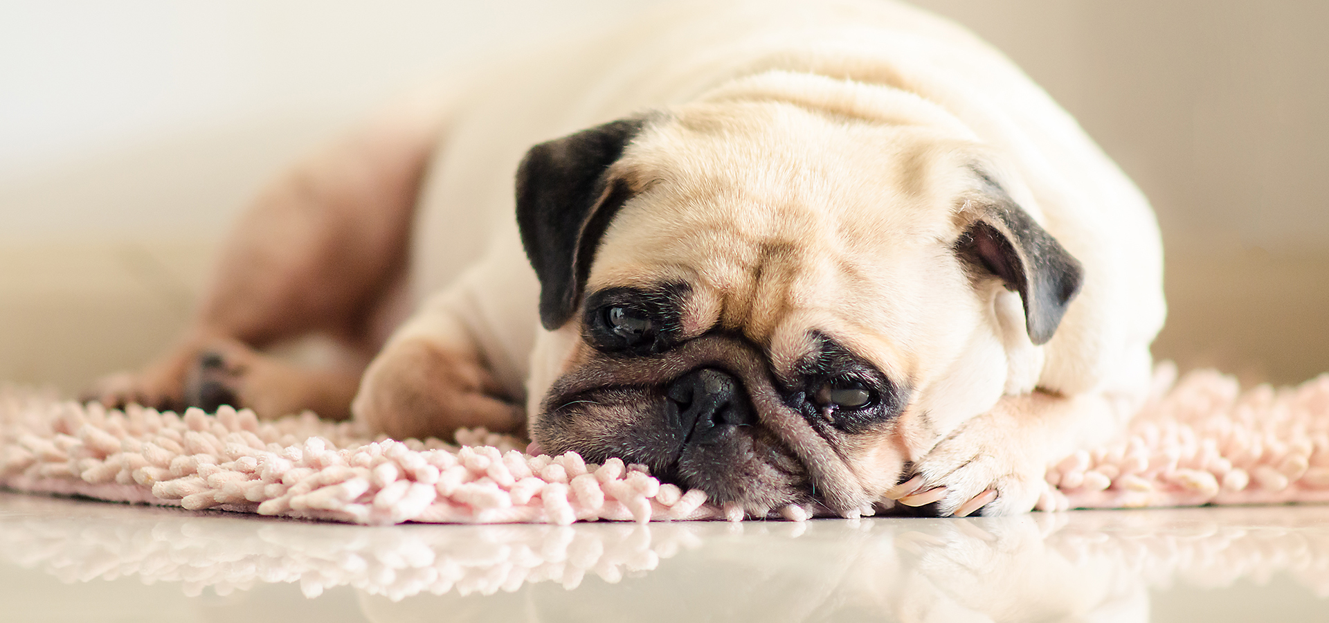 Mops liegt traurig auf einem rosa Teppich