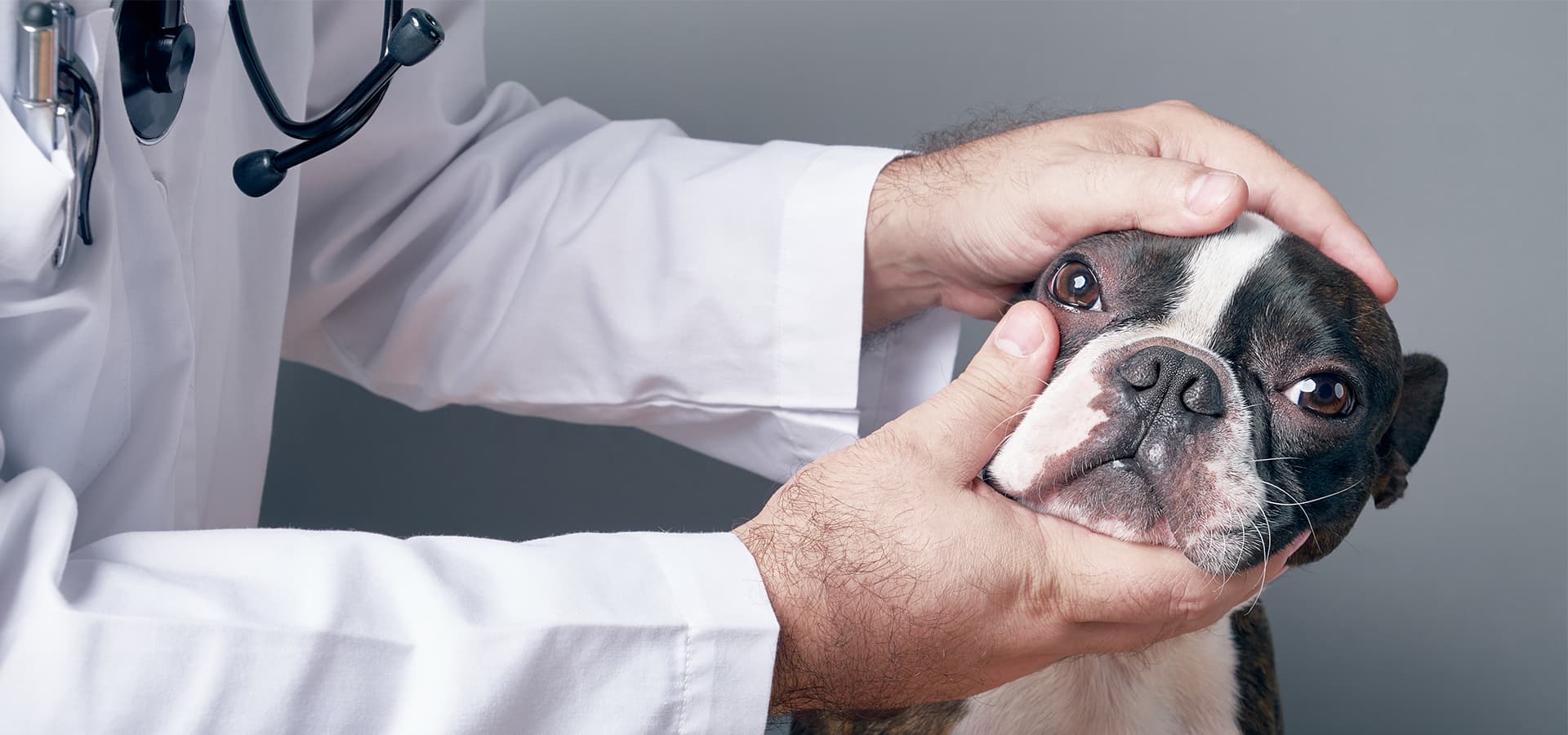 Tierarzt untersucht die Augen einer Bulldogge