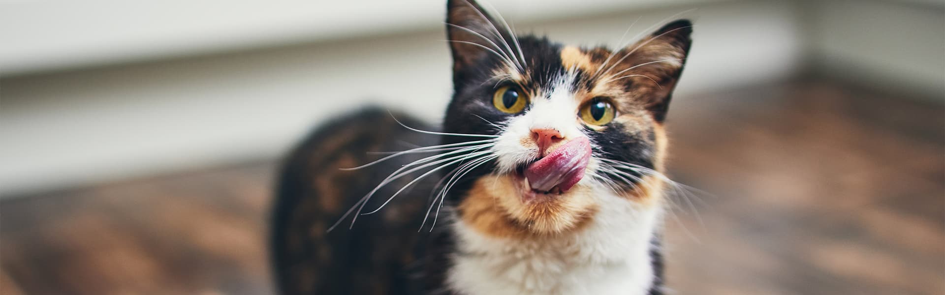 Tricolor Katze schleckt sich mit ihrer Zunge durch ihr Gesicht