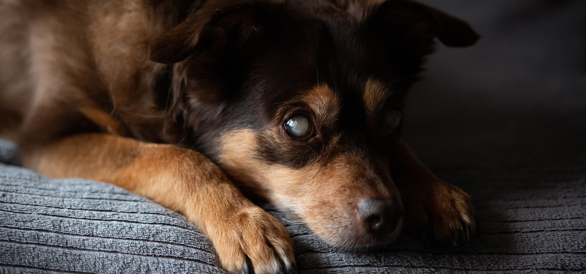 Blinder Hund liegt auf einer grauen Decke