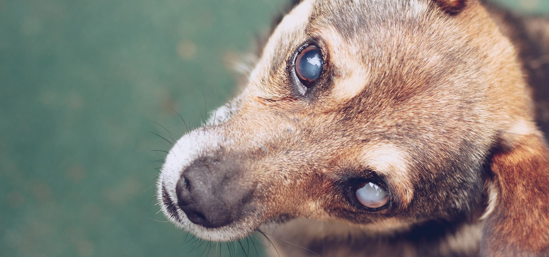 Blinder Hund sitzt und guckt in die Kamera