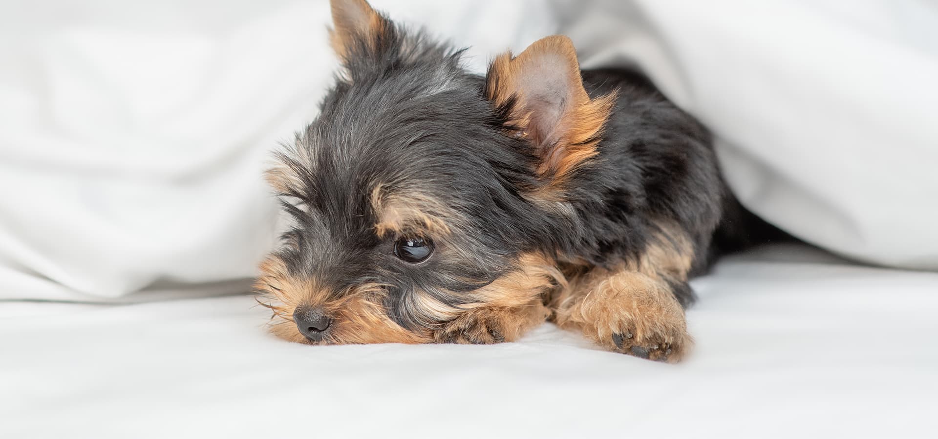 Kleiner Hund liegt auf dem Bett unter der Decke und schläft