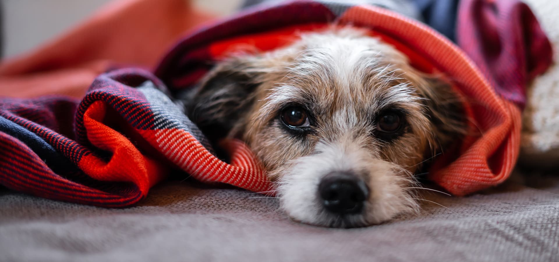 Hund liegt unter einer Decke und guckt traurig