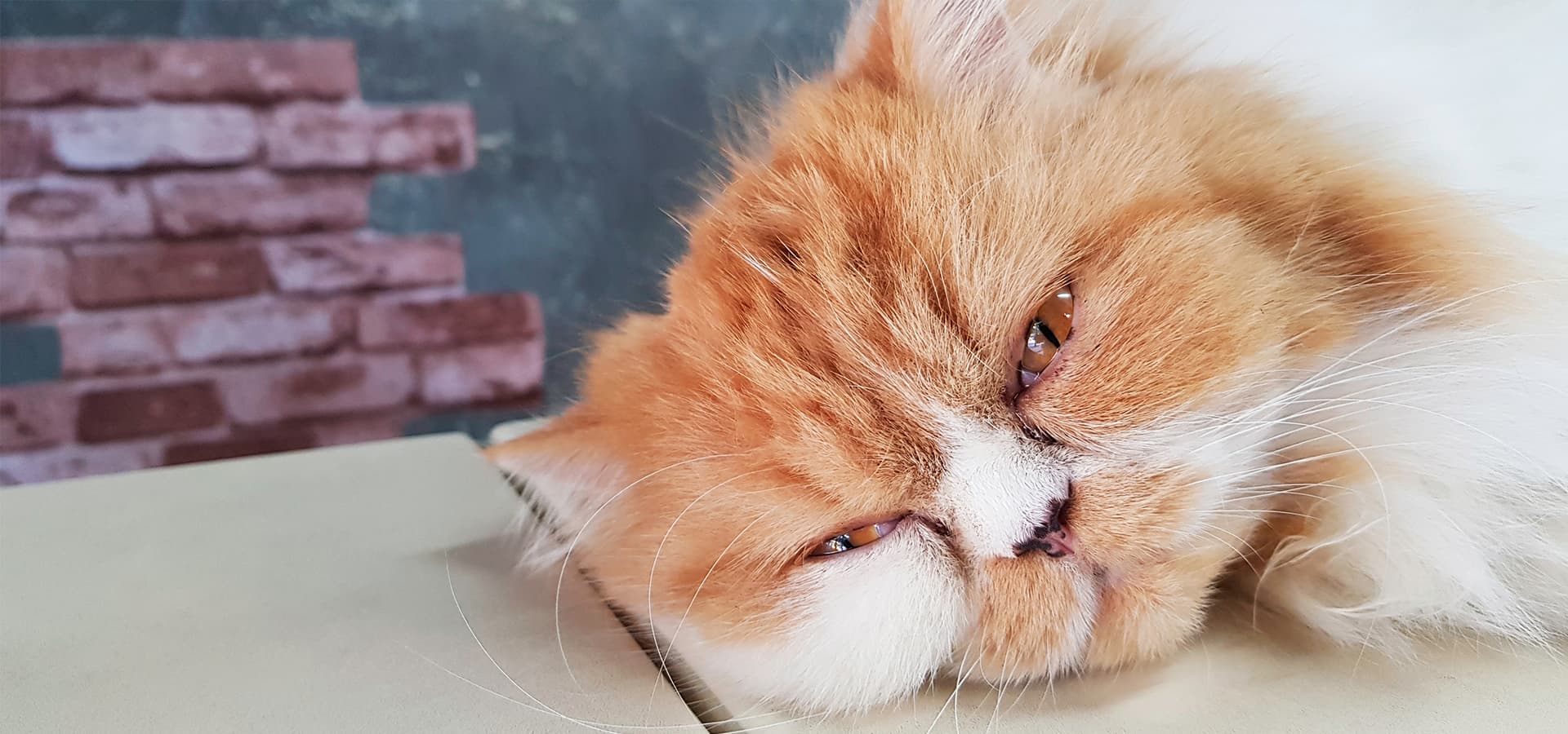 Rot-weiße Perser-Katze liegt mit dem Kopf auf Steinen und guckt in die Kamera