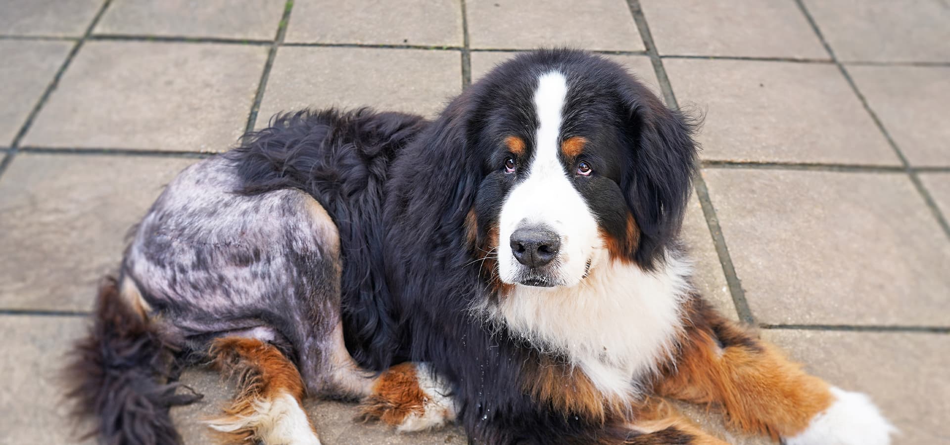 Berner Sennenhund liegt auf Platten und hat den rechten Hinterlauf geschoren