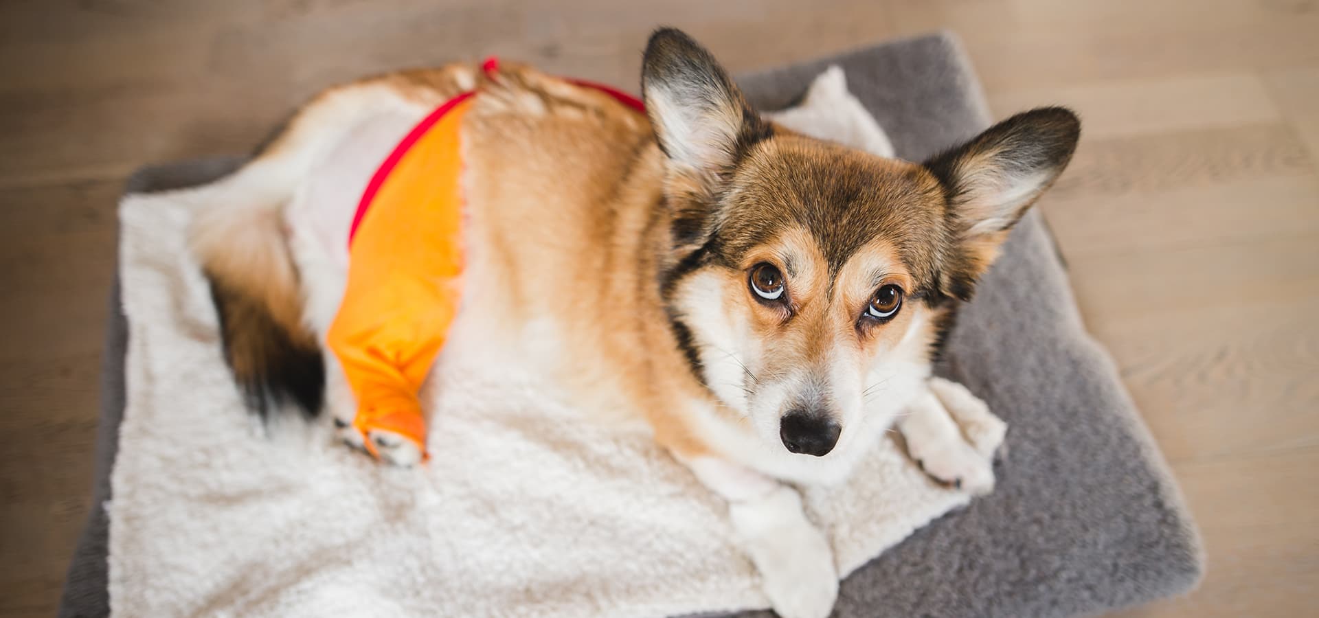 Kleiner Hund liegt auf einer gemütlichen Decke und hat einen Orangenen Stoff über dem Hinterlauf