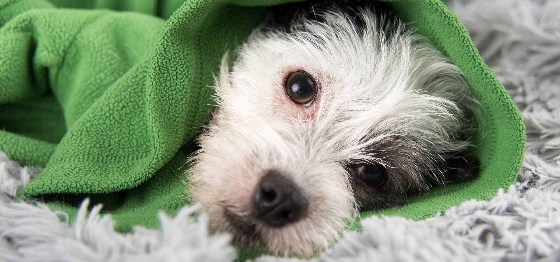 Hund liegt eingekuschelt in eine grüne Decke auf dem Teppich