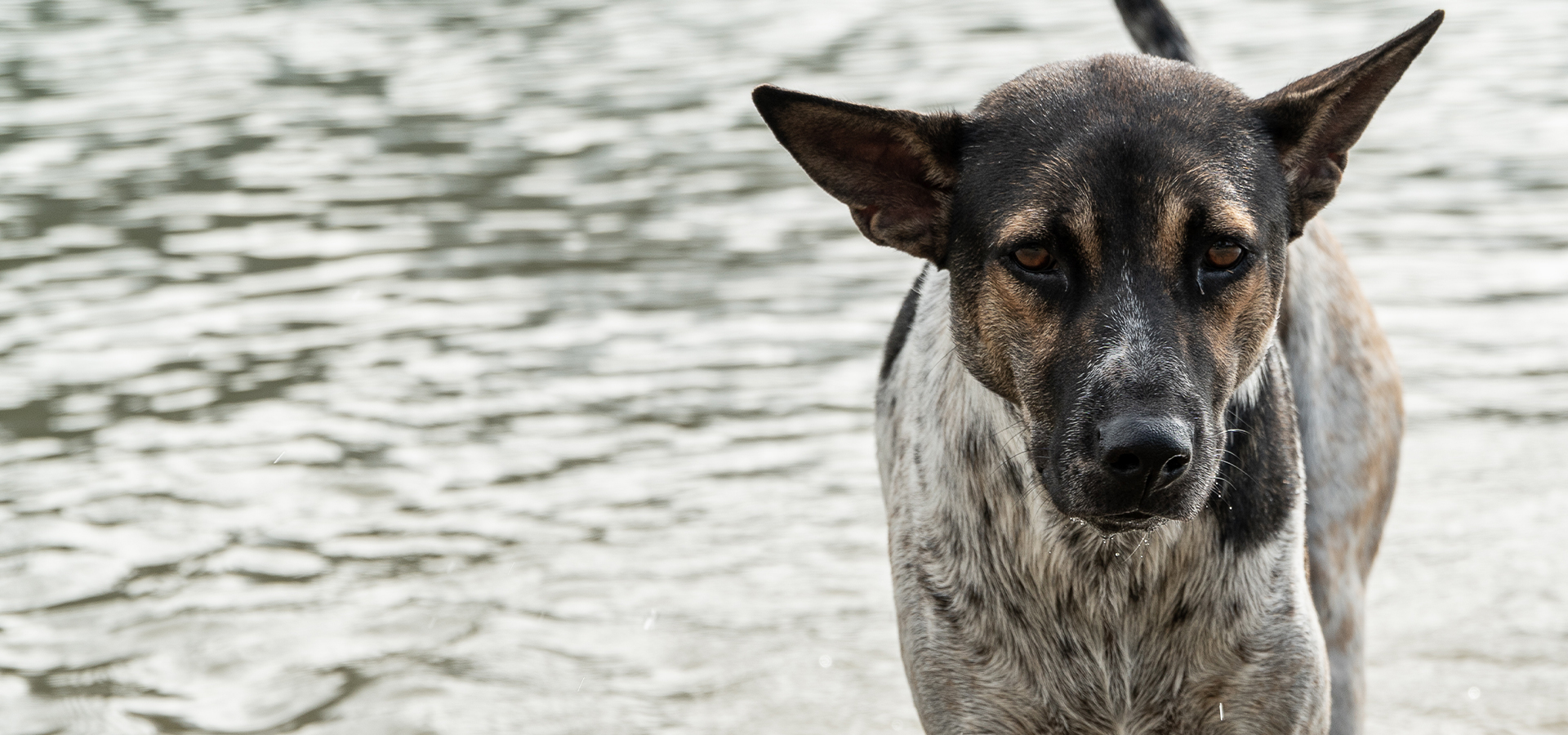 Mischling läuft durch einen See und guckt traurig