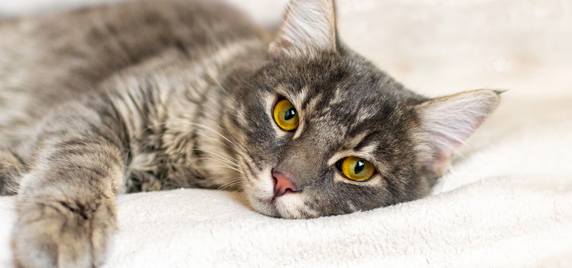 Maine-Coon Katze liegt gemütlich auf einer Decke