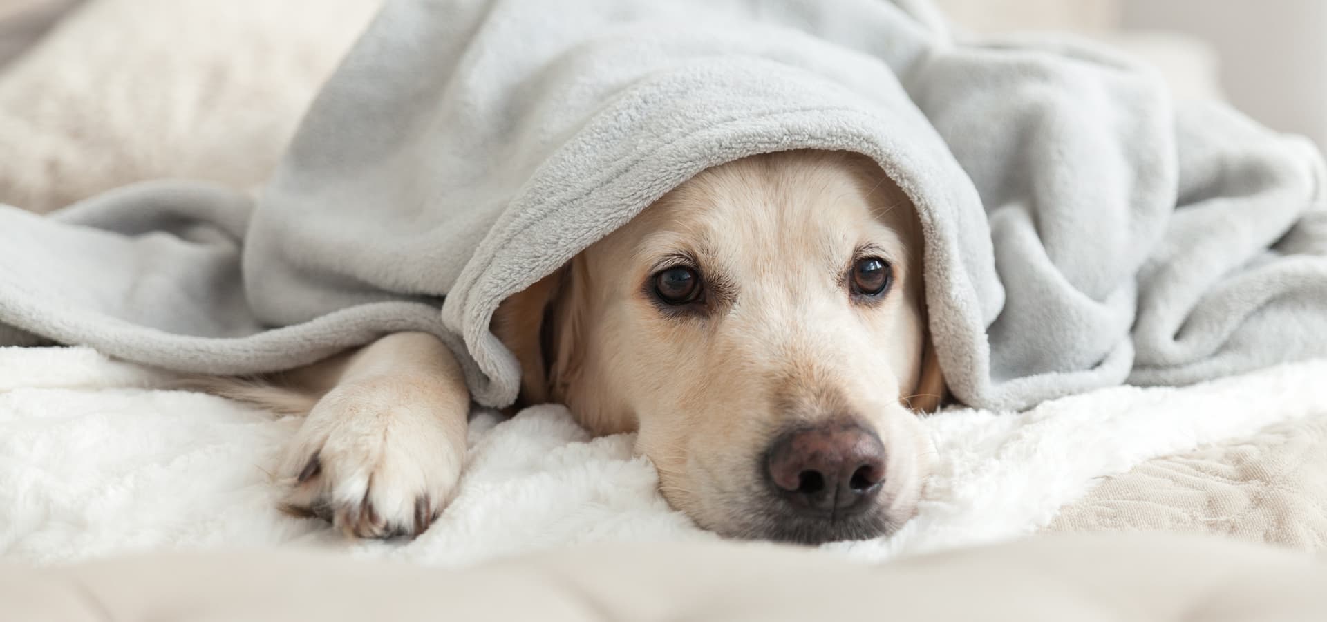 Golden Retriever liegt auf dem Bett und hat eine Decke über dem Kopf