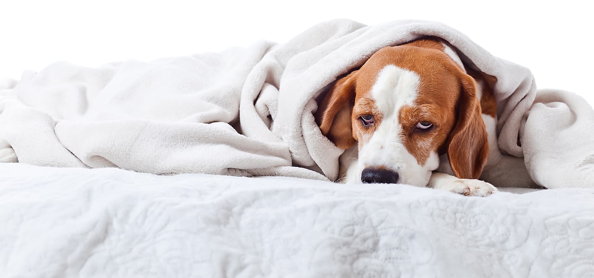 Hund liegt auf dem Bett unter einer Decke und schläft