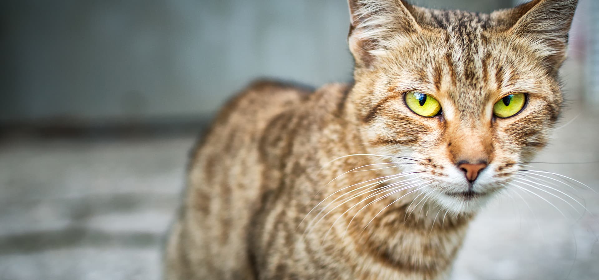 Getigerte Katze sitzt auf Steinen und guckt in die Kamera