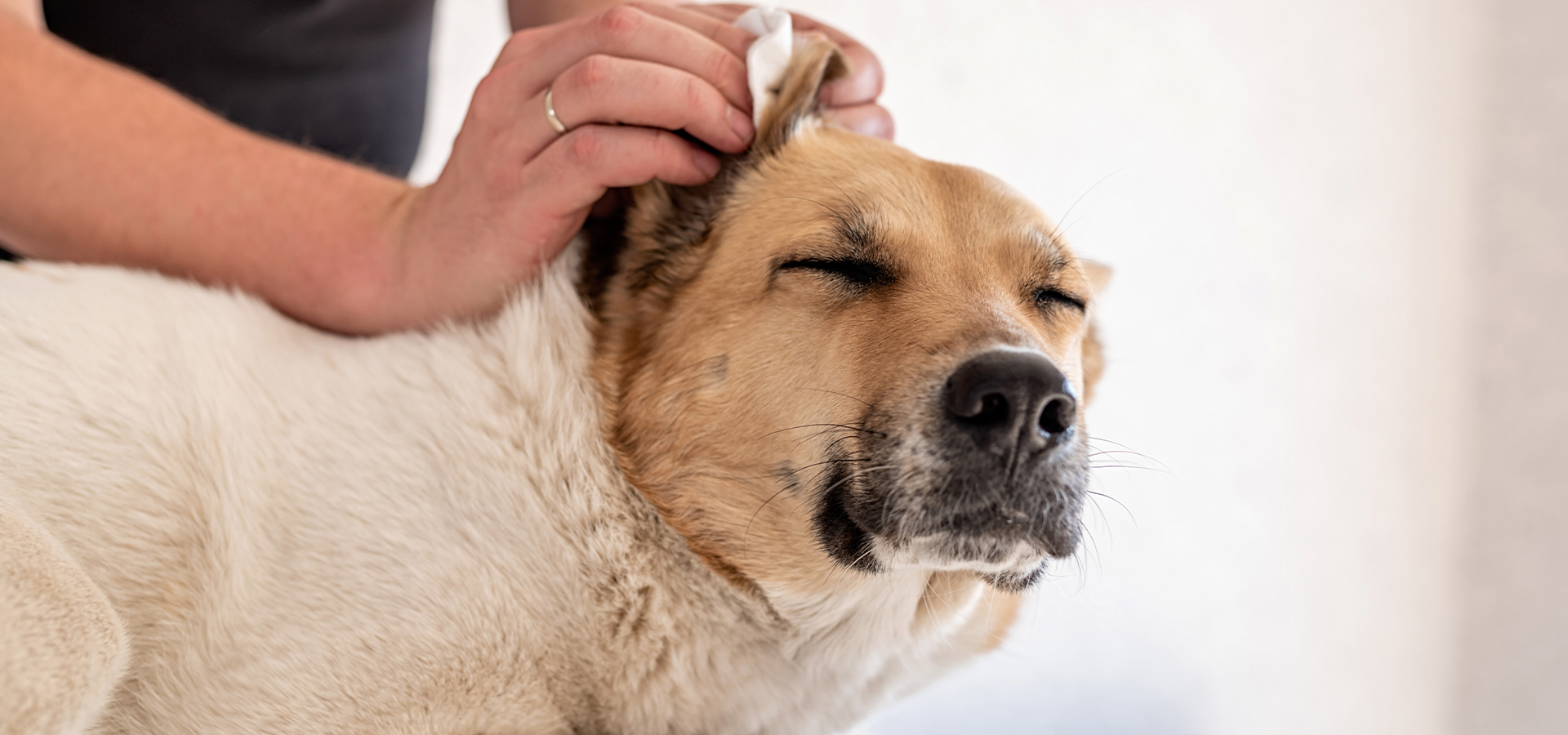 Hund bekommt das Ohr mit einem Tuch gereinigt