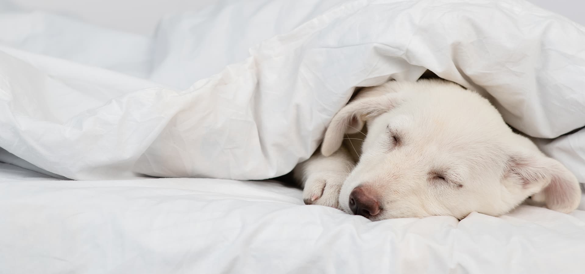 Welpe liegt im Bett unter der Decke und schläft