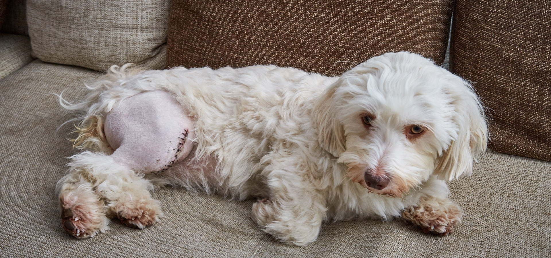 Havanese liegt auf dem Sofa und hat eine Naht am Knie