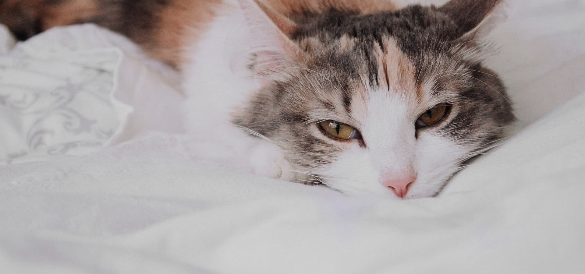 Tricolor Katze liegt auf einer weißen Decke