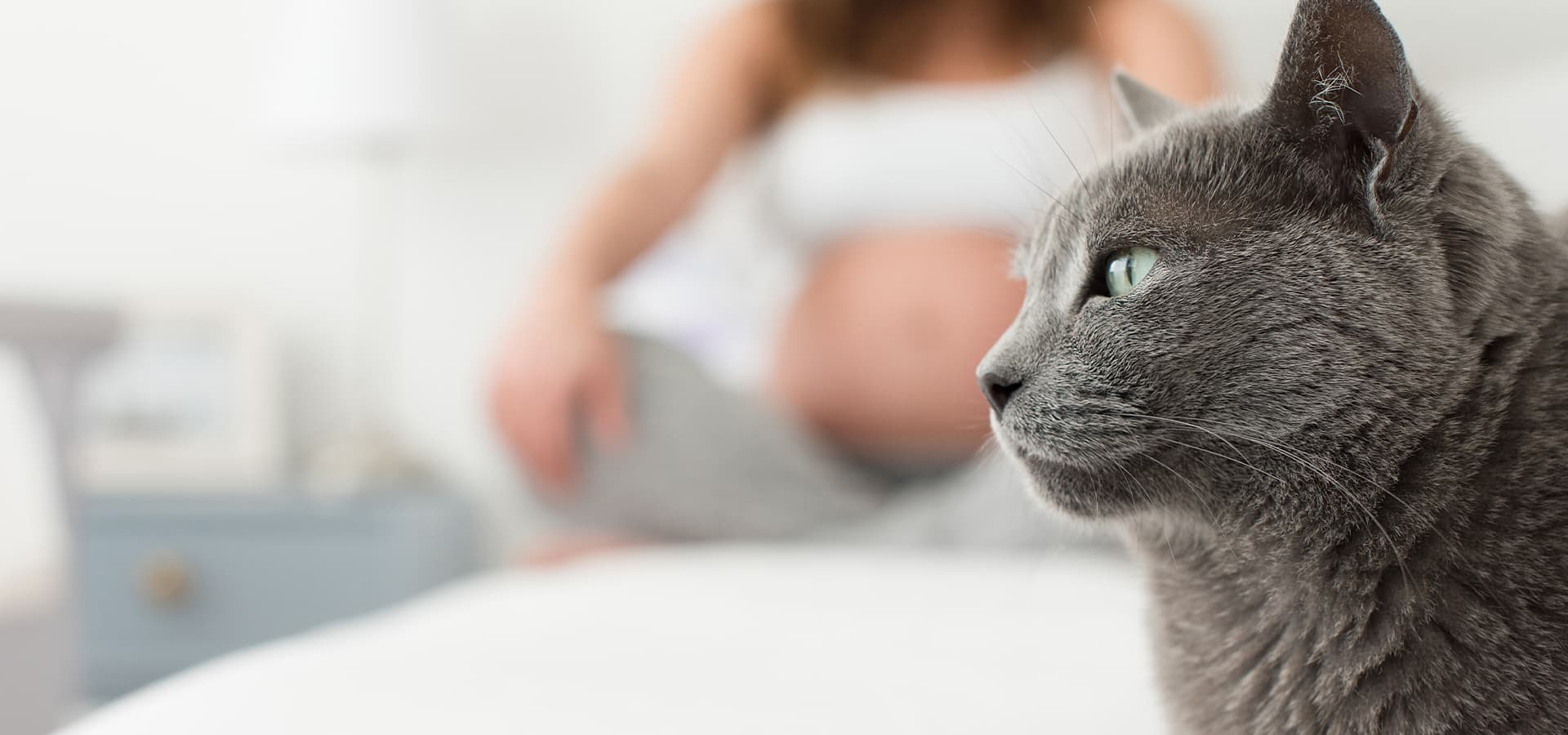 Im Hintergrund sitzt eine Schwangere Frau und vorne eine graue Katze