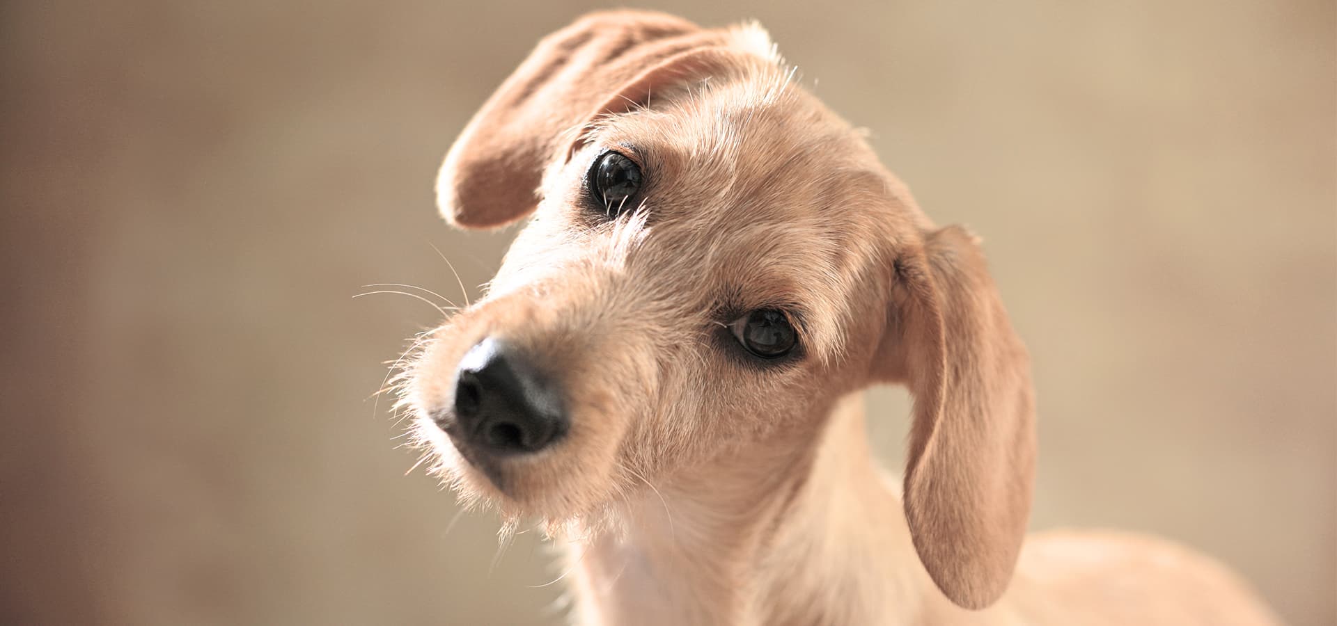 Hund mit schiefem Kopf guckt in die Kamera