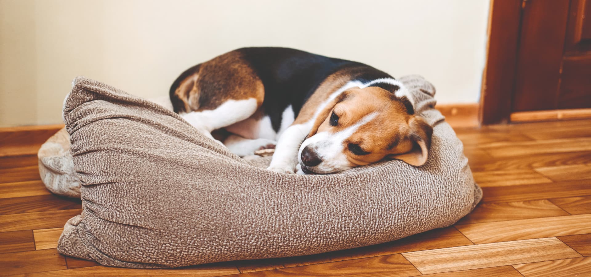 Hund liegt auf einem Kissen