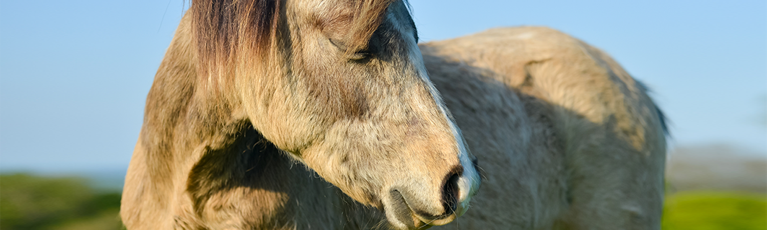 Infos zu Hufrehe beim Pferd Helles Pferd vor blauem Himmel