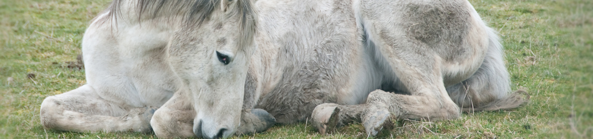 Kolik beim Pferd Kolik beim Pferd