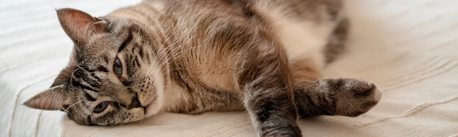 Lebererkrankung bei meiner Katze Katze liegt auf dem Boden