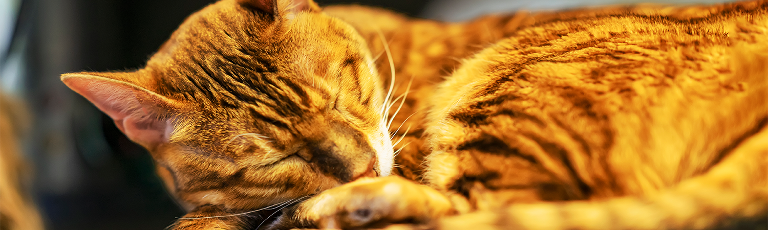 Symptome einer Leberkrankheit bei Katzen Orange KAtze schläft