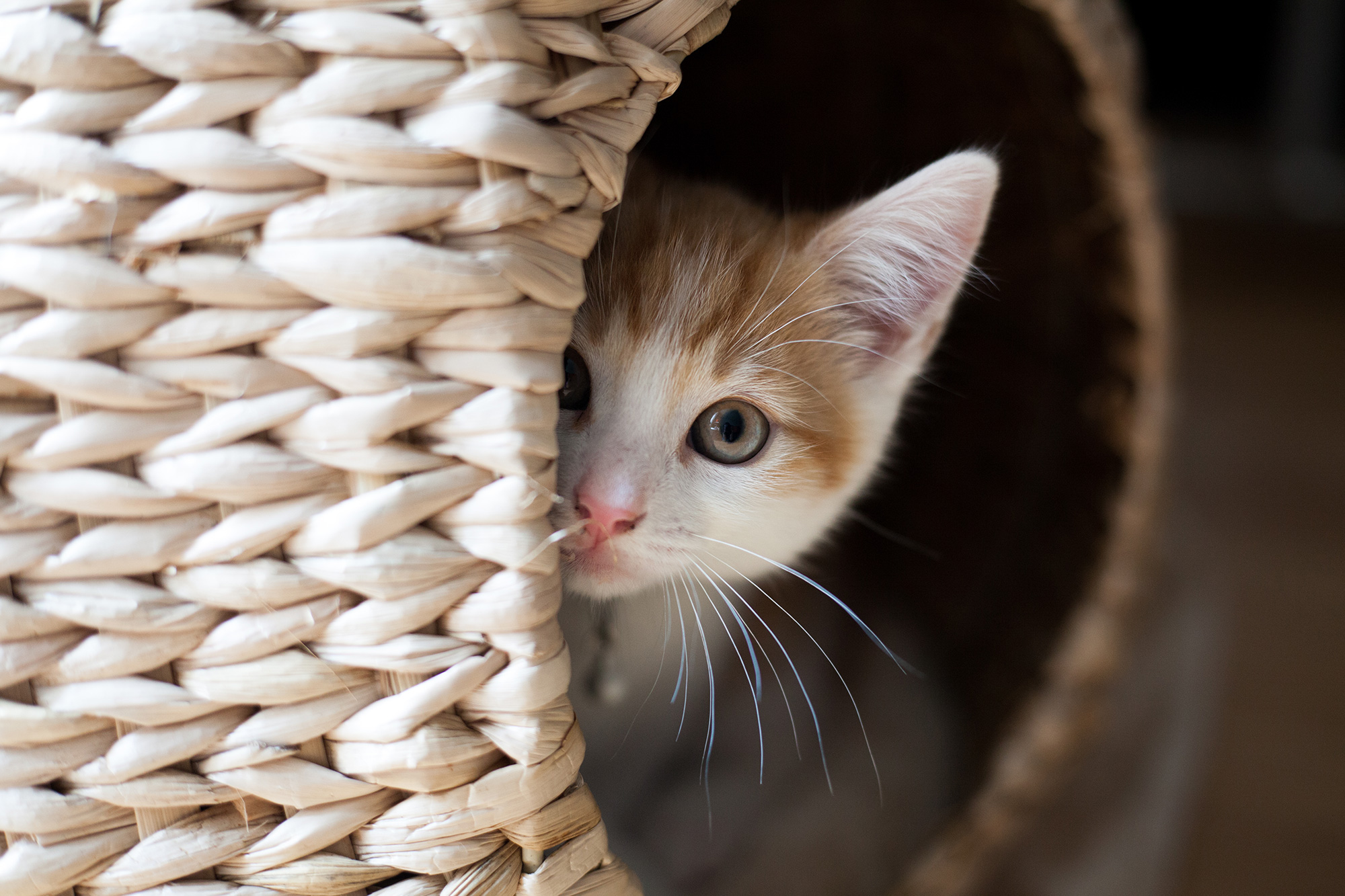 Kleine weiße Katze schaut aus einem Korb heraus