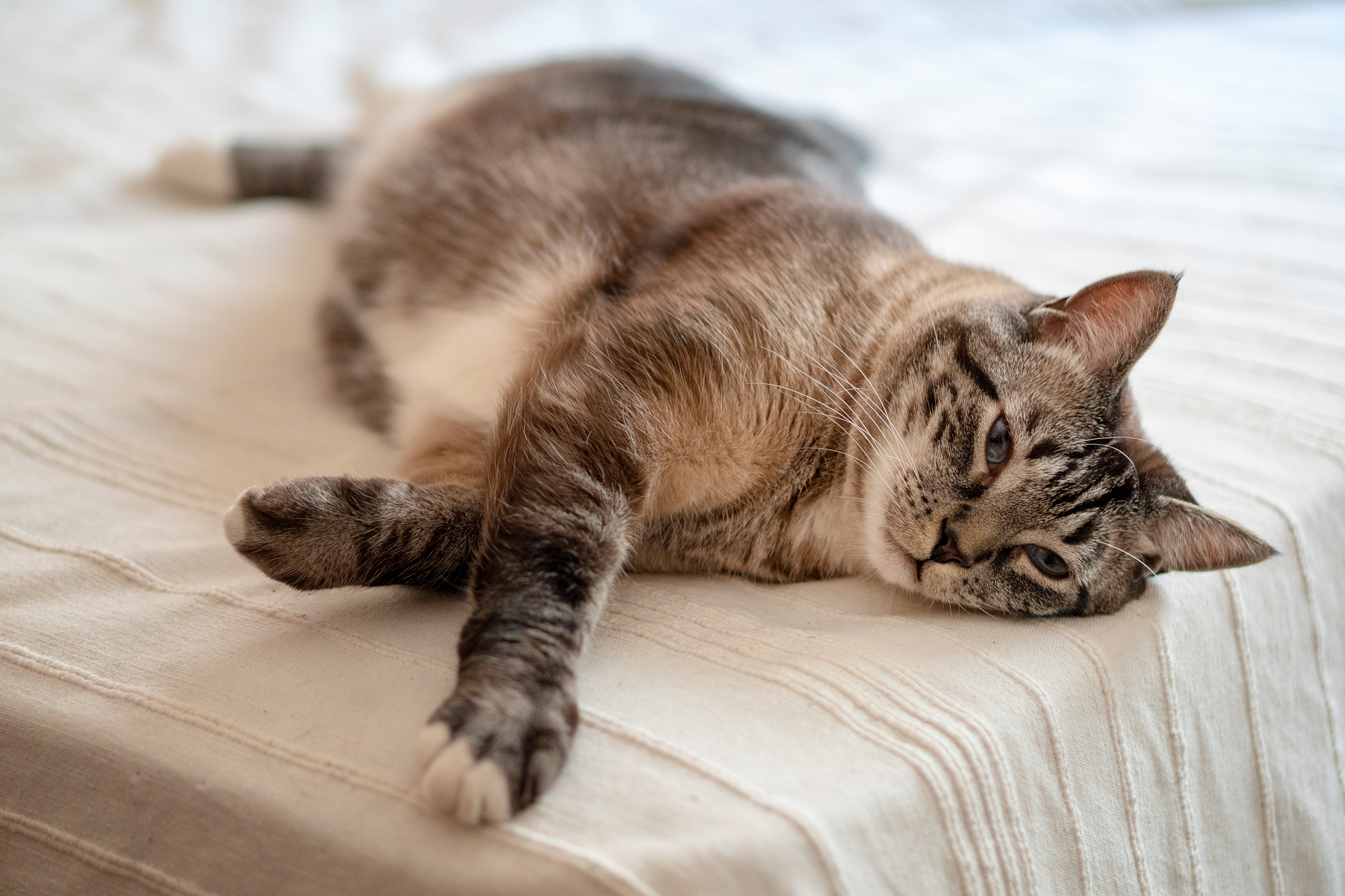 Pankreatitis bei Katzen erkennen Pankreatitis bei Katzen erkennen