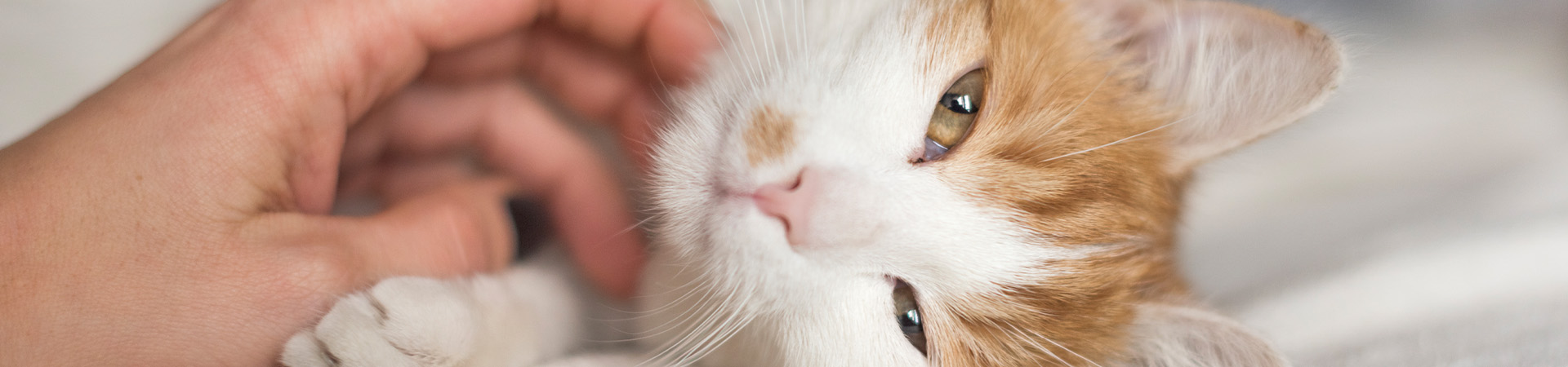 Pankreatitis bei Katzen: Symptome und Behandlung Pankreatitis bei Katzen: Symptome und Behandlung