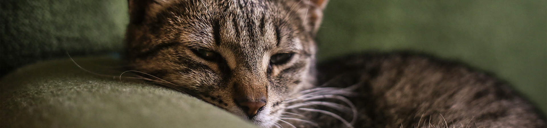 So behandelst du eine Pankreatitis bei deiner Katze So behandelst du eine Pankreatitis bei deiner Katze