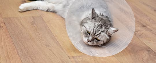 Katze mit Halskragen liegt auf dem Boden