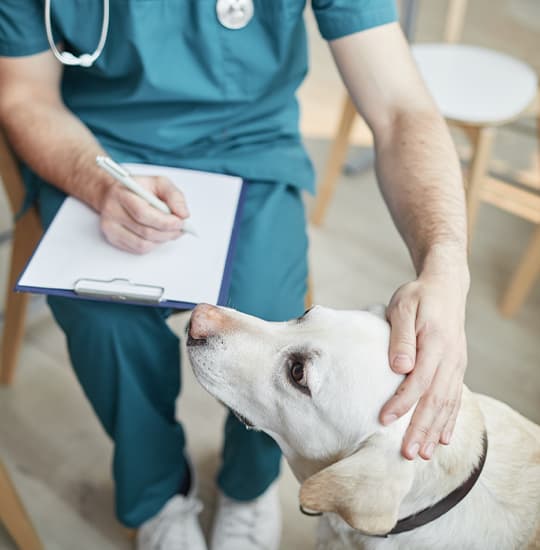 Golden Retriever sitzt beim Tierarzt und wird untersucht