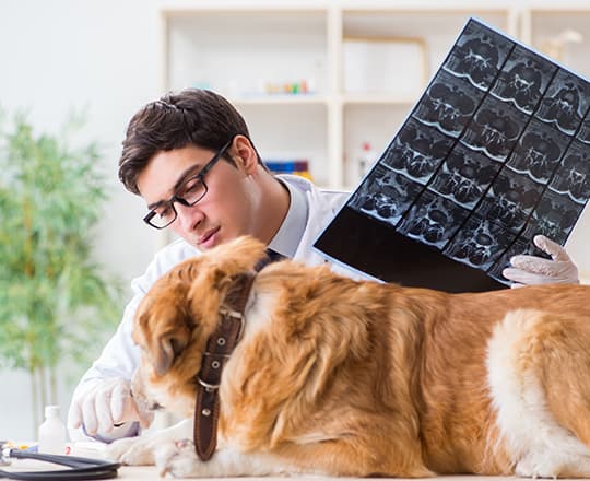 Hund beim Tierarzt mit CT Bildern