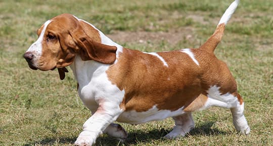 Basset läuft über eine Wiese