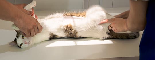 Eine weiß-braune Katze wird geröntgt