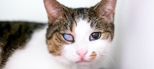 Katze ist auf einem Auge blind und liegt auf einer roten Decke