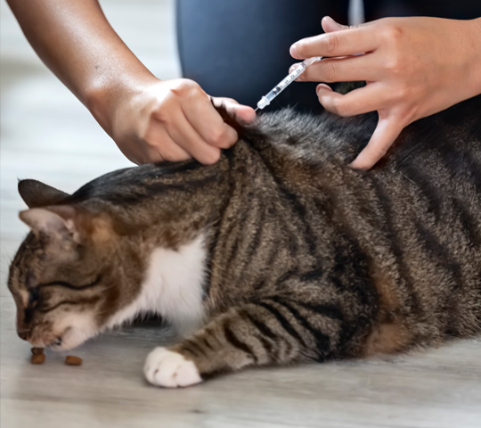 Prognose bei Diabetes Katze bekommt eine Insulinspritze