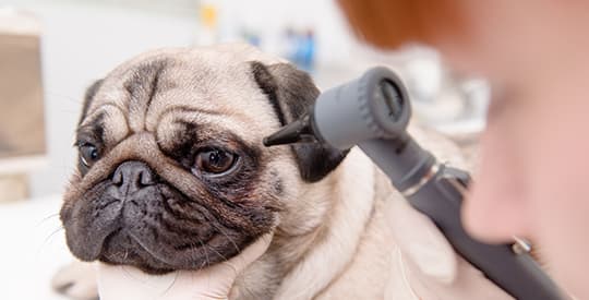 Mops bekommt die Augen untersucht